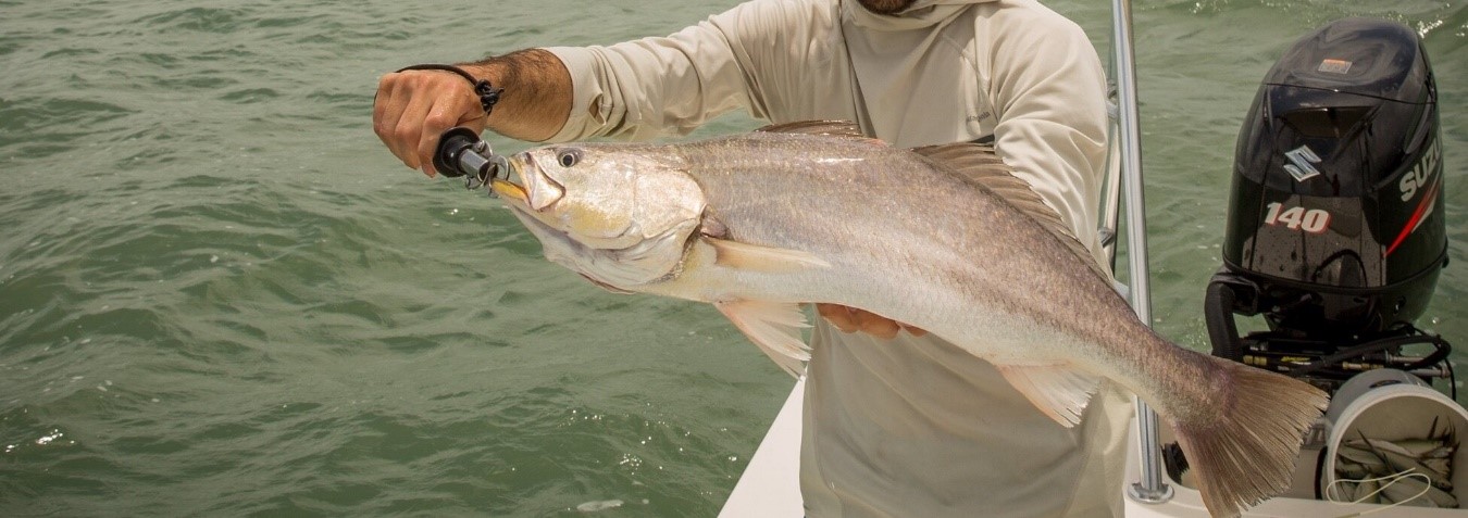 CORVINA 1 CORVINA 1