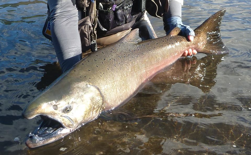 GRAN CHINOOK GRAN CHINOOK