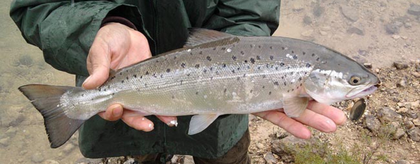 SALMON ATLANTICO SALMON ATLANTICO