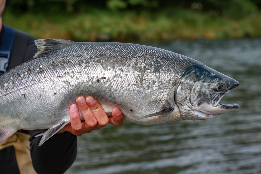 SALMON COHO SALMON COHO