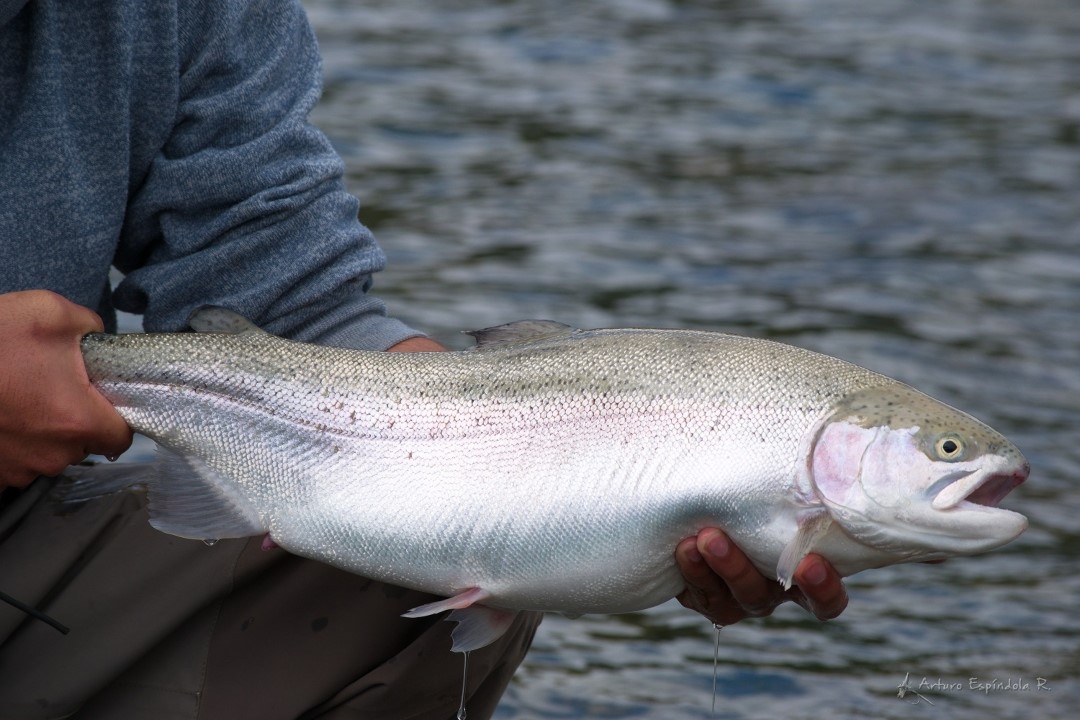 SALMON SALMON